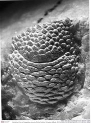 Historisches Foto von Paragalathea crenarvina (Robins, Feldmann, Schweitzer & Bonde, 2016) (NHMW-AFW-GEO-BACHMAYER-FOTO-1990-0041-0289a)